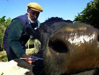 Κρέας από το βρετανικό στρατό οδήγησε στο ξέσπασμα του αφθώδους πυρετού