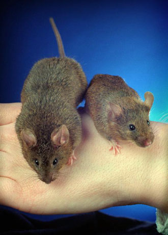 Ολοκληρώθηκε η χαρτογράφηση του γονιδιώματος του ποντικιού