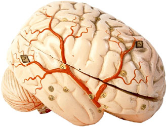 Μεταμόσχευση εγκεφάλου: Πρωτοπορία ή τρέλα;