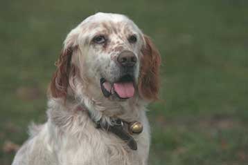 Φορέα για την προστασία των δικαιωμάτων των ζώων προτείνει η σουηδική προεδρία