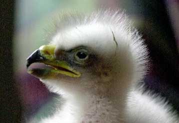 Ο πρώτος αετός που προήλθε από κατεψυγμένο σπέρμα γεννήθηκε στη Βρετανία