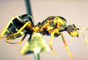 Η εισβολή ξένων ειδών ανατρέπει την οικολογική ισορροπία