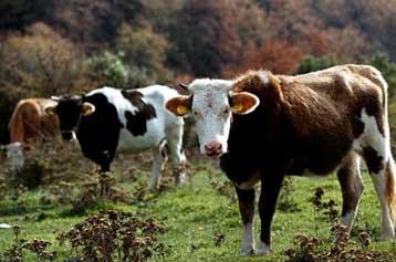 Κυρώσεις από το υπουργείο Υγείας για ενδεχόμενη χρήση ραμμάτων από βοοειδή