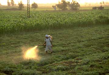 Πρόωρη εφηβεία προκαλεί το DDT σε κορίτσια που ζουν σε αναπτυσσόμενες χώρες