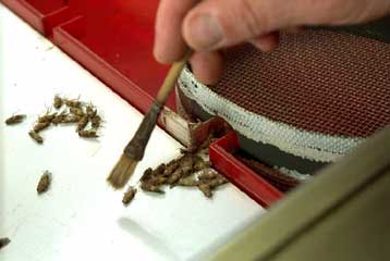 Λάθη στο γενετικό χάρτη της μύγας Drosοphila που είχε δημοσιεύσει η Celera