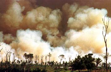 Αυξήθηκε για πρώτη φορά από το 1995 ο ρυθμός αποψίλωσης των τροπικών δασών της Βραζιλίας