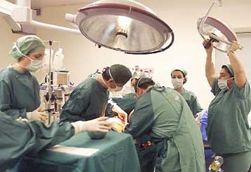 Επιστρέφουν οι «τρελές αγελάδες»; Επερώτηση στον υπουργό Υγείας για τη χρήση ραμμάτων από βοοειδή