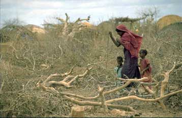 To σύνολο του Ευρωπαϊκού πληθυσμού προήλθε από μόλις 50 Αφρικανούς