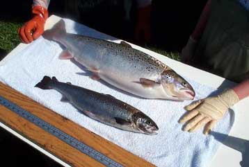 Μορατόριουμ στην εκτροφή διαγονιδιακών ψαριών ζητούν αμερικανικές οργανώσεις