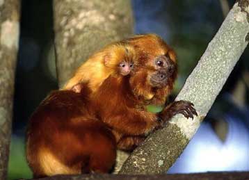 Αναποτελεσματικές οι σημερινές τακτικές για την προστασία της βιοποικιλότητας