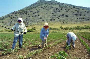 Κατά 2,1% αυξήθηκε το εισόδημα των Ελλήνων αγροτών το 2000