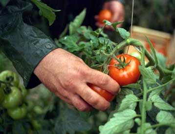 Γενετικά τροποποιημένες ντομάτες παράγουν ουσίες που προστατεύουν την καρδιά