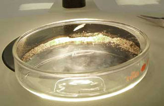 Πρωτεΐνη μακροβιότητας: Εντοπίστηκε γονίδιο που επιβραδύνει τη διαδικασία της γήρανσης