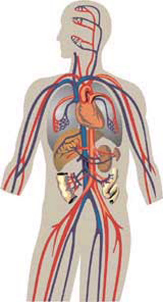 Οι παθήσεις του κυκλοφορικού συστήματος αποτελούν την πρώτη αιτία θανάτου παγκοσμίως