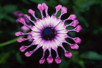 Ορμόνη των φυτών στη μάχη κατά του καρκίνου