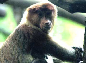 Υποψήφιο εμβόλιο κατά του HIV: Πειραματικό σκεύασμα αποτρέπει την εκδήλωση του AIDS σε πιθήκους