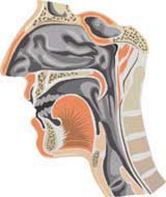 Μεταμόσχευση φωνητικής συσκευής λάρυγγα αποκαθιστά την ομιλία
