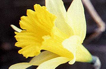 Ο ασφόδελος βελτιώνει τη μνήμη και καταπολεμά την άνοια