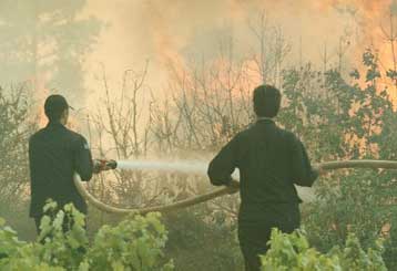 Στις φλόγες παραδομένη δασική έκταση στη Χαλκίδα