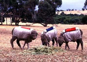 Εμβόλιο για τα εκτρεφόμενα μηρυκαστικά καταπολεμά το… φαινόμενο του θερμοκηπίου