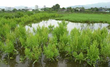 Αποτίμηση του οικοσυστήματος του πλανήτη από τον ΟΗΕ εν όψει της Παγκόσμιας Ημέρας Περιβάλλοντος