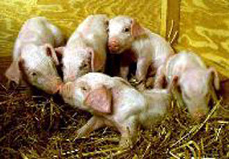 «Καταδικασμένοι» κλώνοι: Ερευνητές εντοπίζουν ανωμαλίες στο DNA κλωνοποιημένων εμβρύων