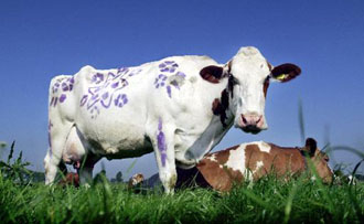 Κίνδυνος μετάδοσης της σπογγώδους εγκεφαλοπάθειας μέσω των σφαγείων