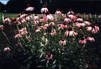 Ο FDA προειδοποιεί για τα βότανα που περιέχονται σε τρόφιμα και ποτά