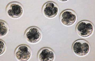 Προεμφυτευτικός γενετικός έλεγχος αποτρέπει τη γέννηση παιδιού με προδιάθεση για καρκίνο