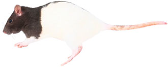 Ανακαλύφθηκε νέα πρωτεΐνη, υπεύθυνη για το διαβήτη των ενηλίκων