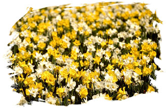 Ενα λουλούδι «θεραπεύει» την άνοια;