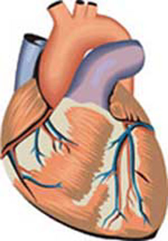 Τροποποίηση βλαστικών κυττάρων σε καρδιακά