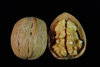 Τα καρύδια καταπολεμούν τη χοληστερίνη