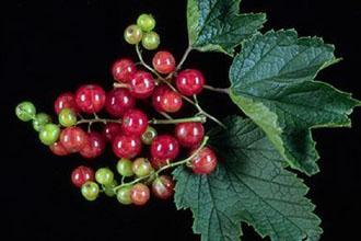 Ο χυμός μούρων προφυλάσσει από τις ουρολοιμώξεις