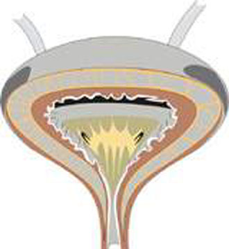 Βλαστικά κύτταρα θεραπεύουν την ακράτεια ούρων