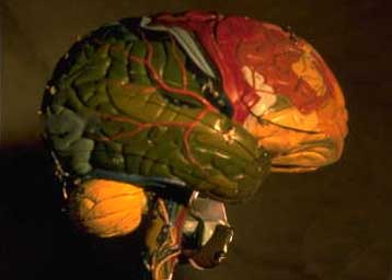 Ερευνητές ενσωματώνουν ανθρώπινα κύτταρα στο νευρικό σύστημα πιθήκων