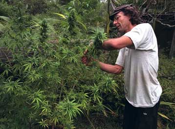 Ο Καναδάς νομιμοποίησε την ιατρική χρήση της κάνναβης