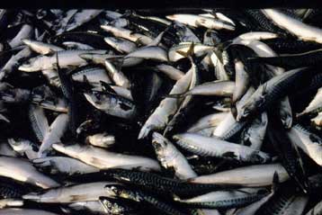 Η ανθρώπινη εισβολή αφήνει τις θάλασσες «ορφανές» από ζωή