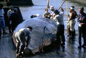 Απορρίφθηκαν οι προτάσεις δημιουργίας καταφυγίων για τις φάλαινες
