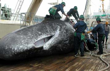 Νομιμοποίηση της φαλαινοθηρίας ζητά (πάλι) η Ιαπωνία