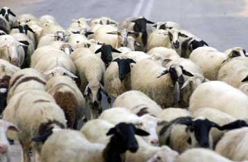 Διαγνώστηκε τρομώδης νόσος σε κοπάδι αιγοπροβάτων στο Λεβεντοχώρι Κιλκίς