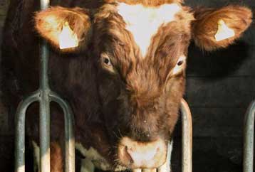 Δεν έπασχε από σπογγώδη εγκεφαλοπάθεια η αγελάδα που θανατώθηκε στον Έβρο