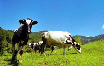 Θανατώθηκε η «ύποπτη» αγελάδα που εντοπίστηκε στον Έβρο – Ασφαλές το γάλα