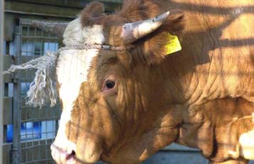 Οι ειδικοί δεν γνωρίζουν την προέλευση της «τρελής» αγελάδας