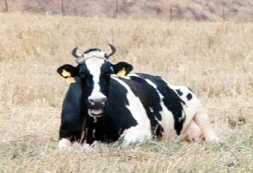 Kαθησυχάζουν οι επιστήμονες μετά την εμφάνιση «τρελής αγελάδας»