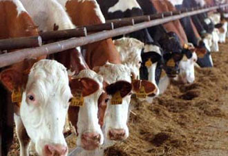 Γνωμοδότηση επιστημονικής επιτροπής: Οι ειδικοί δεν γνωρίζουν την προέλευση της «τρελής» αγελάδας