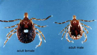 Εξωτικά τσιμπούρια…