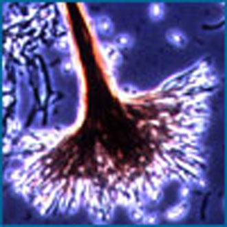 Εμβόλιο κατά του εθισμού στην κοκαΐνη