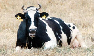 Καθησυχαστικοί οι επιστήμονες για την «τρελή αγελάδα» του Κιλκίς