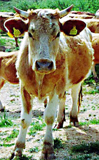 Διαψεύδει τα περί δεύτερης «τρελής αγελάδας» το υπουργείο Γεωργίας